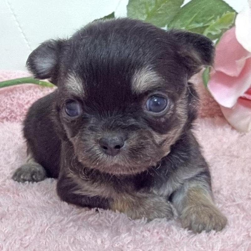 販売中の埼玉県のチワワ(ロングコート)-453797の5枚目