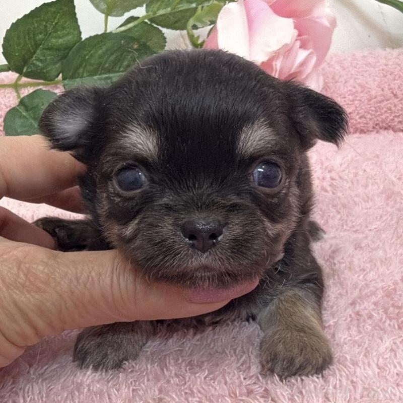 販売中の埼玉県のチワワ(ロングコート)-453797の4枚目