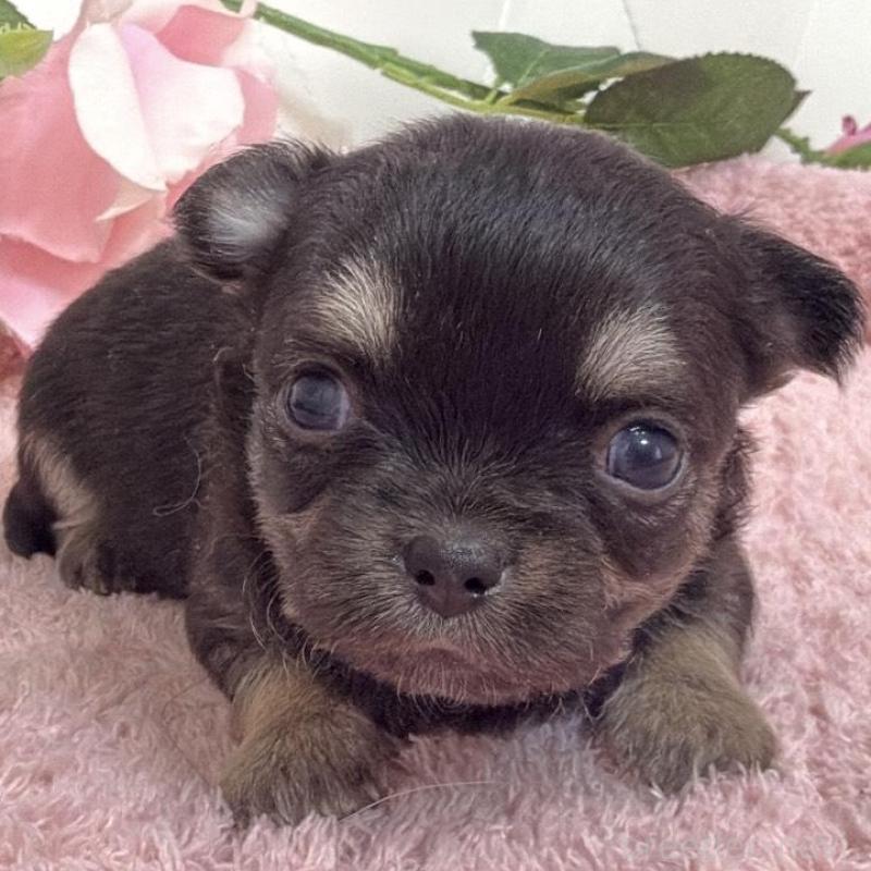 販売中の埼玉県のチワワ(ロングコート)-453797の2枚目