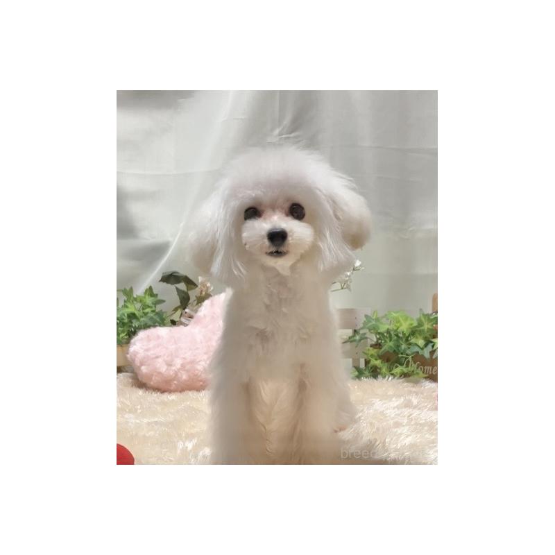 販売中の兵庫県のティーカッププードル-413258