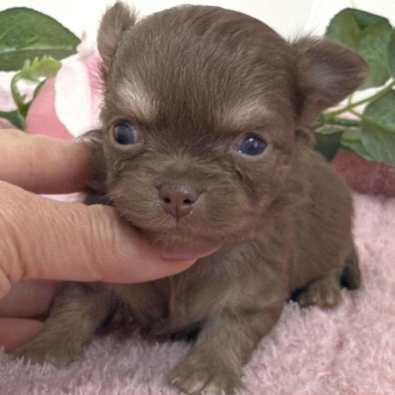 販売中の埼玉県のチワワ(ロングコート)-453798の10枚目