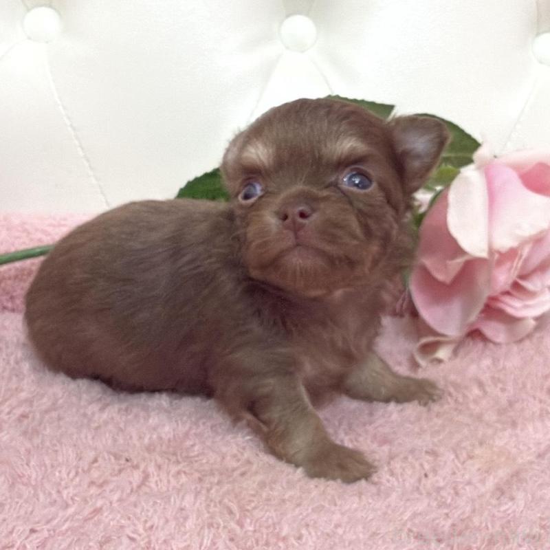 販売中の埼玉県のチワワ(ロングコート)-453798の9枚目