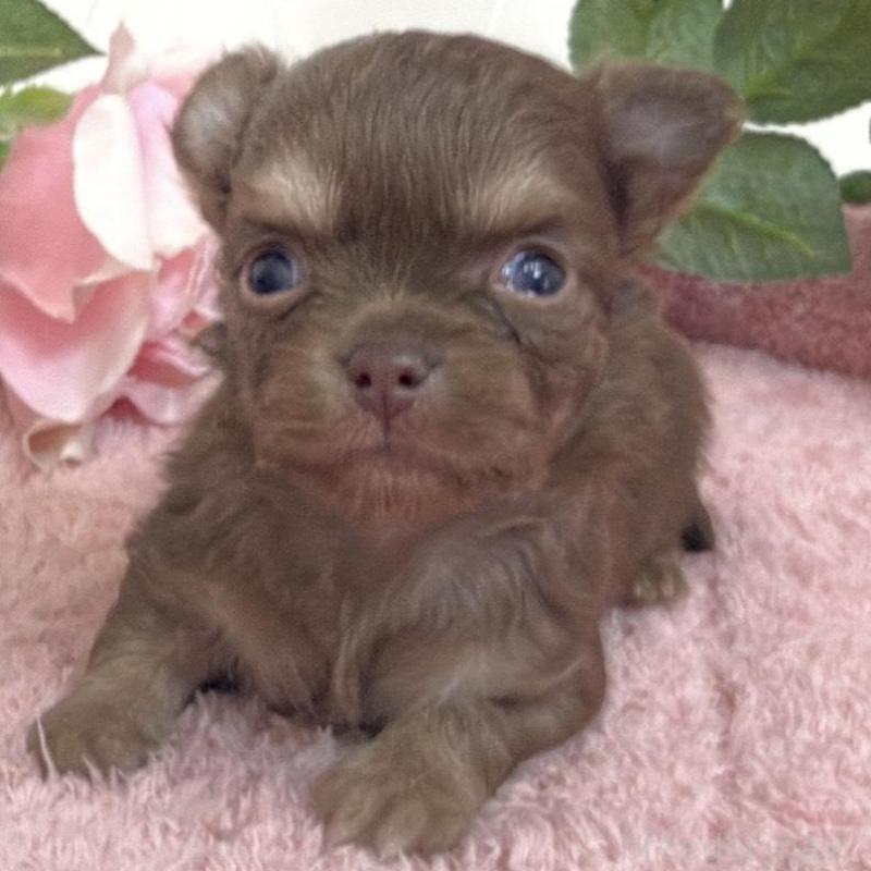 販売中の埼玉県のチワワ(ロングコート)-453798の8枚目