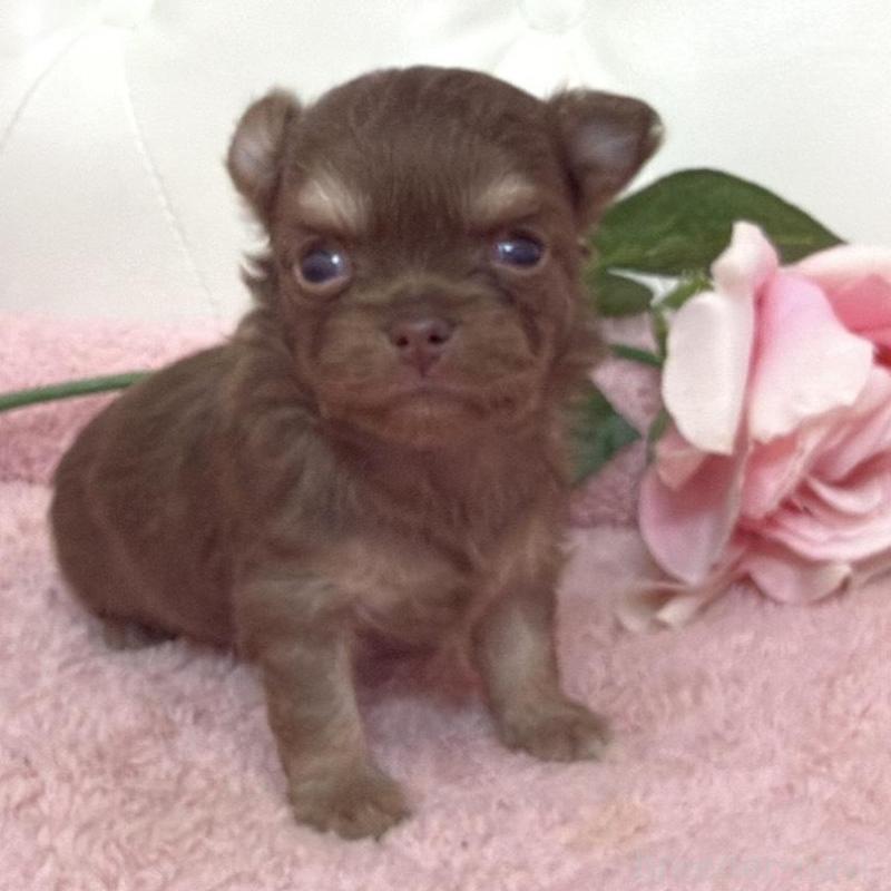 販売中の埼玉県のチワワ(ロングコート)-453798の7枚目