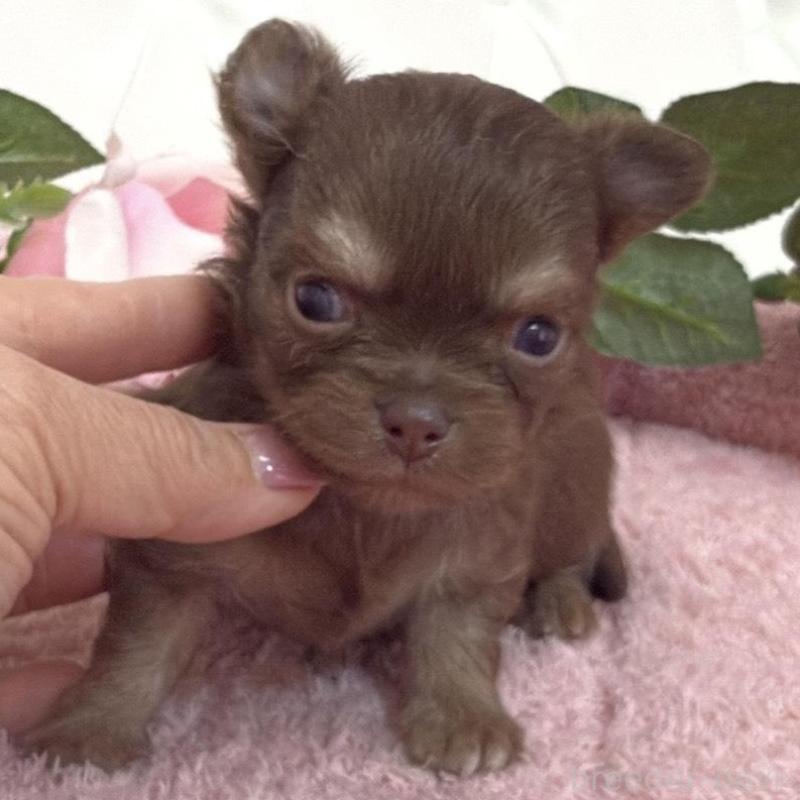 販売中の埼玉県のチワワ(ロングコート)-453798の6枚目