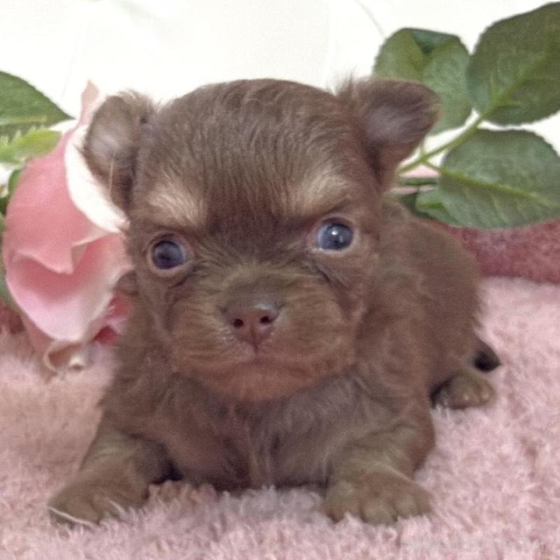 販売中の埼玉県のチワワ(ロングコート)-453798の5枚目