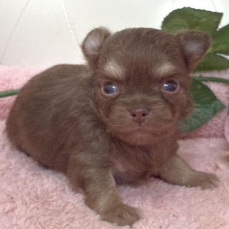 販売中の埼玉県のチワワ(ロングコート)-453798の4枚目