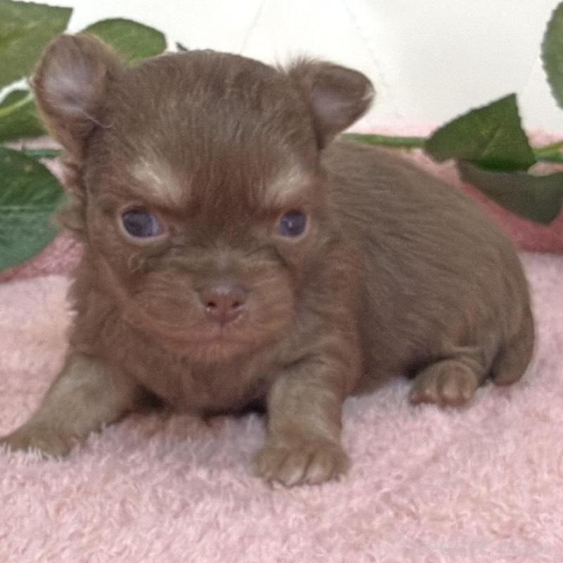 販売中の埼玉県のチワワ(ロングコート)-453798の3枚目