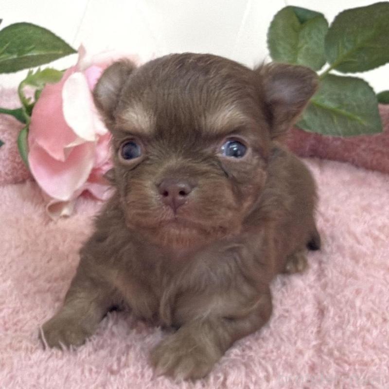 販売中の埼玉県のチワワ(ロングコート)-453798の2枚目