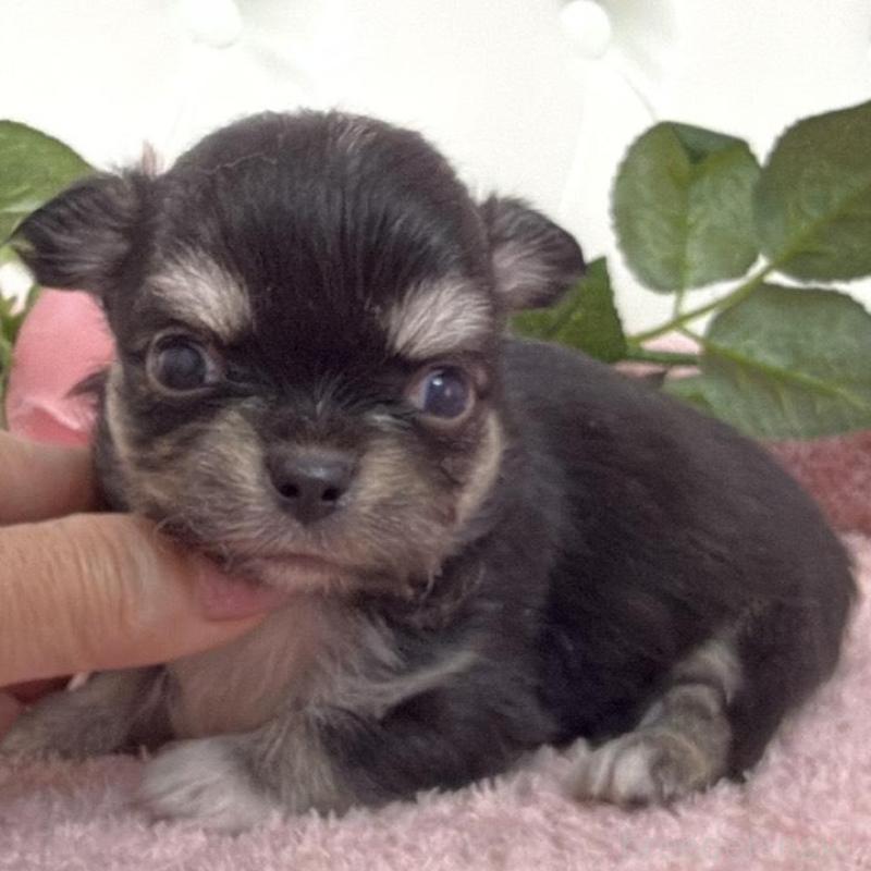 販売中の埼玉県のチワワ(ロングコート)-453799の11枚目