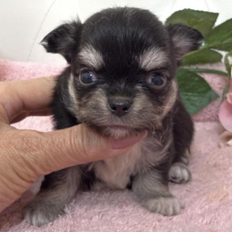 販売中の埼玉県のチワワ(ロングコート)-453799