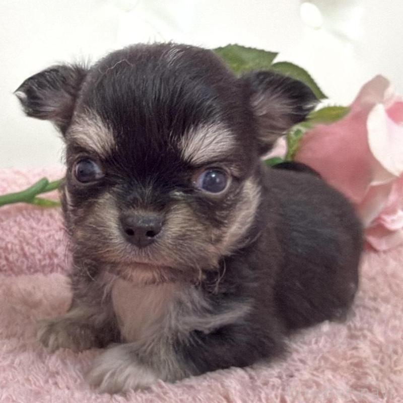 販売中の埼玉県のチワワ(ロングコート)-453799の10枚目