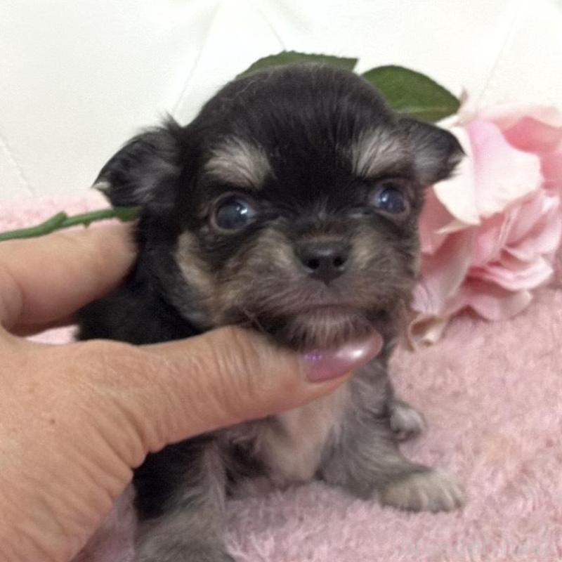 販売中の埼玉県のチワワ(ロングコート)-453799の9枚目