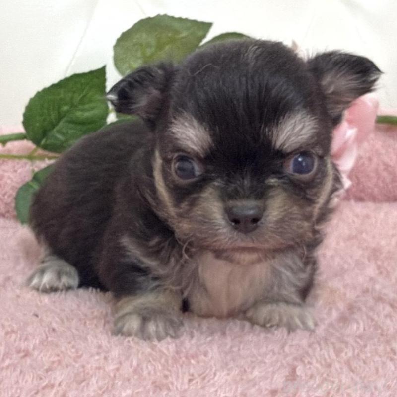 販売中の埼玉県のチワワ(ロングコート)-453799の8枚目