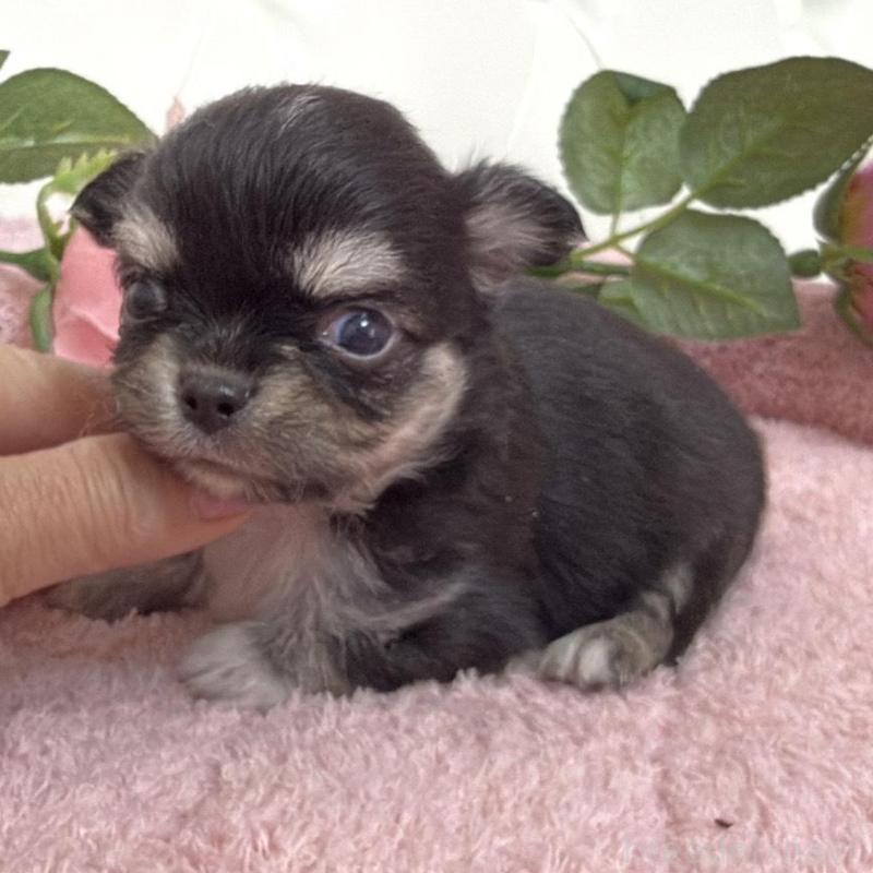 販売中の埼玉県のチワワ(ロングコート)-453799の7枚目