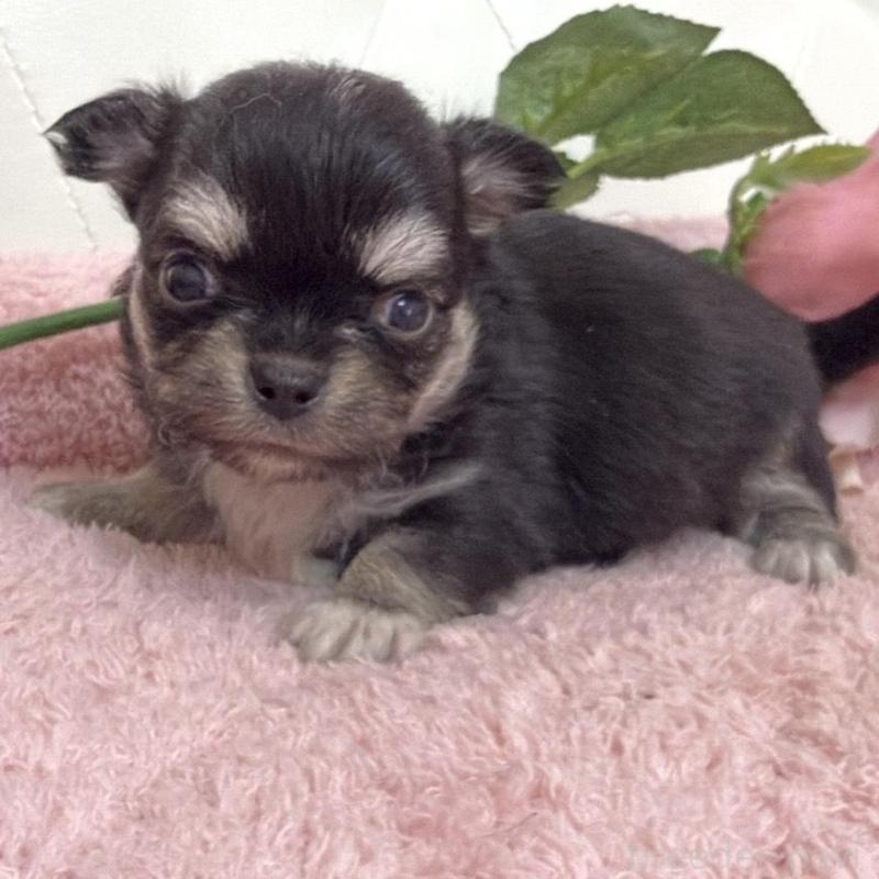 販売中の埼玉県のチワワ(ロングコート)-453799の6枚目