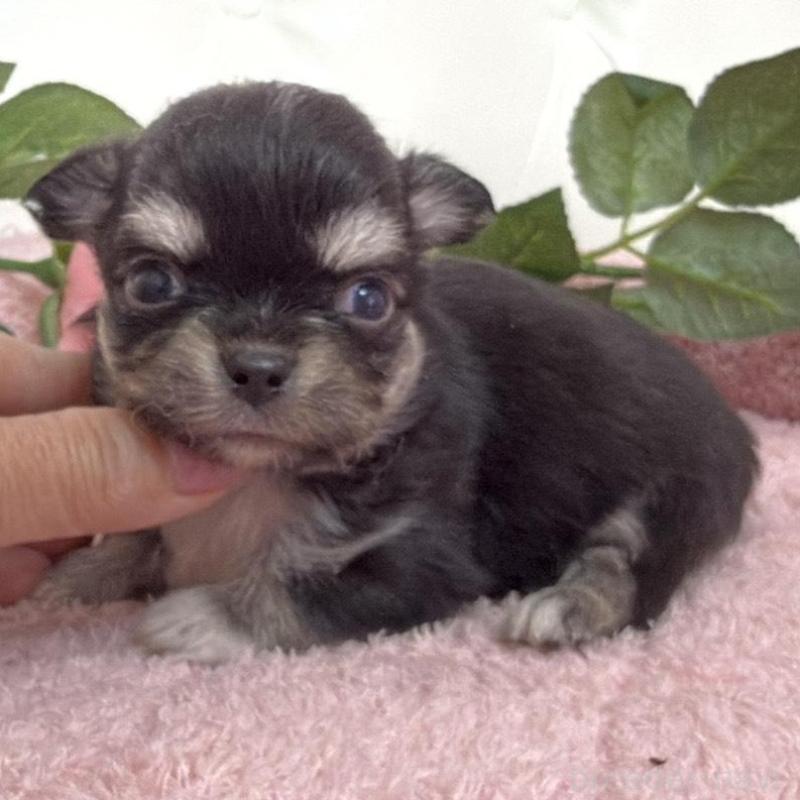 販売中の埼玉県のチワワ(ロングコート)-453799の5枚目