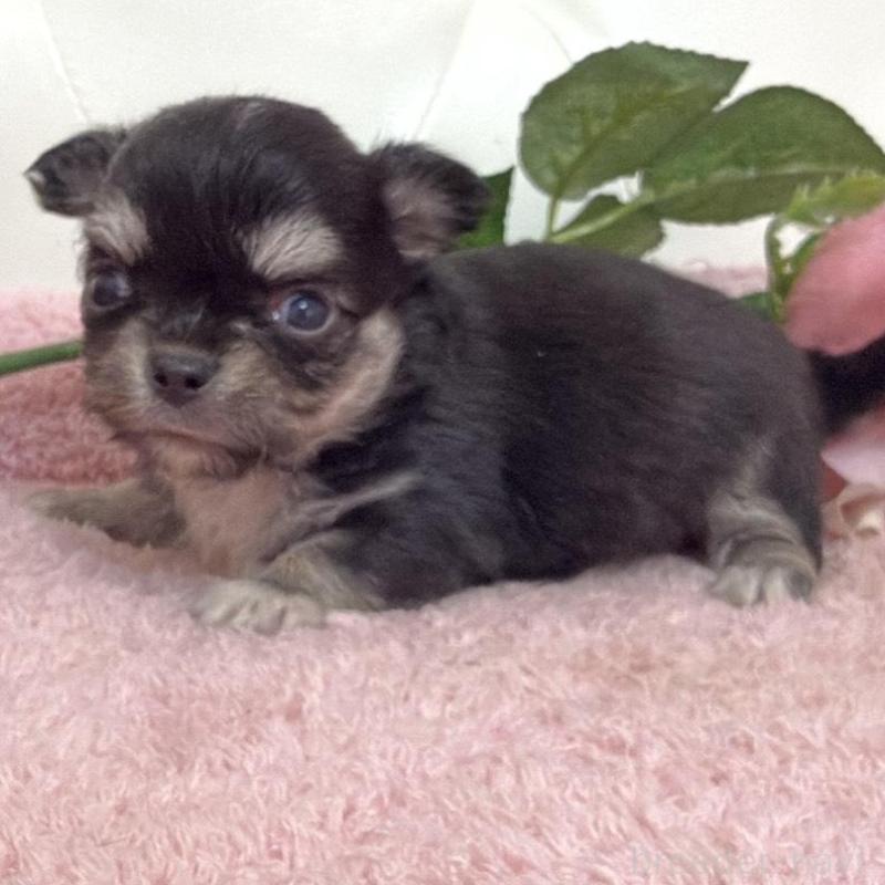 販売中の埼玉県のチワワ(ロングコート)-453799の4枚目