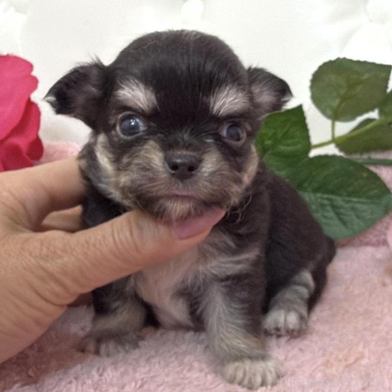 販売中の埼玉県のチワワ(ロングコート)-453799の3枚目