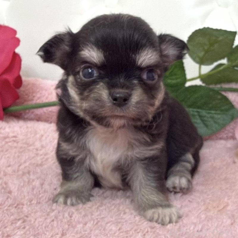 販売中の埼玉県のチワワ(ロングコート)-453799の2枚目