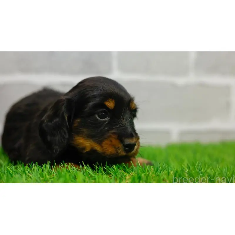 販売中の三重県のカニンヘンダックスフンド(ロングヘアード)-453805の8枚目