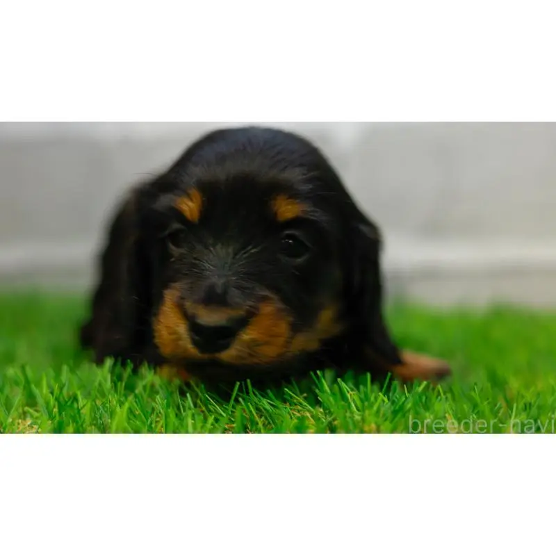 販売中の三重県のカニンヘンダックスフンド(ロングヘアード)-453805の7枚目