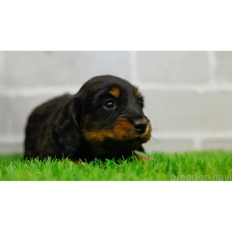 販売中の三重県のカニンヘンダックスフンド(ロングヘアード)-453805の6枚目