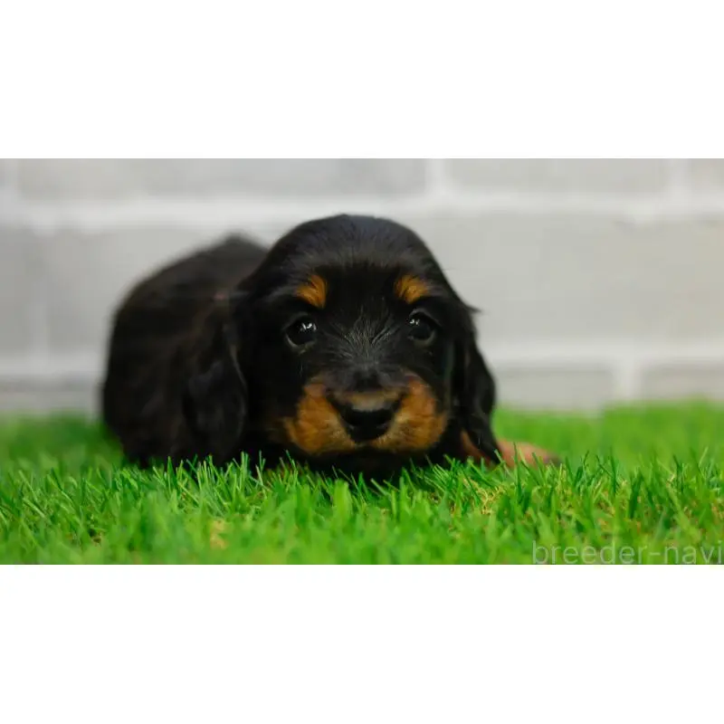 販売中の三重県のカニンヘンダックスフンド(ロングヘアード)-453805の5枚目