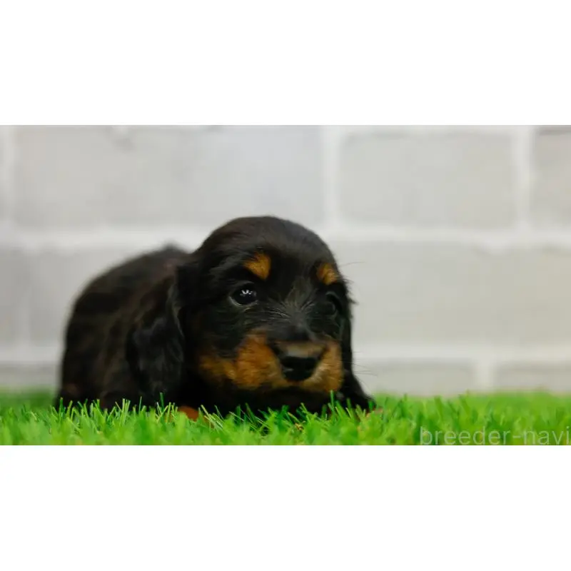 販売中の三重県のカニンヘンダックスフンド(ロングヘアード)-453805の4枚目