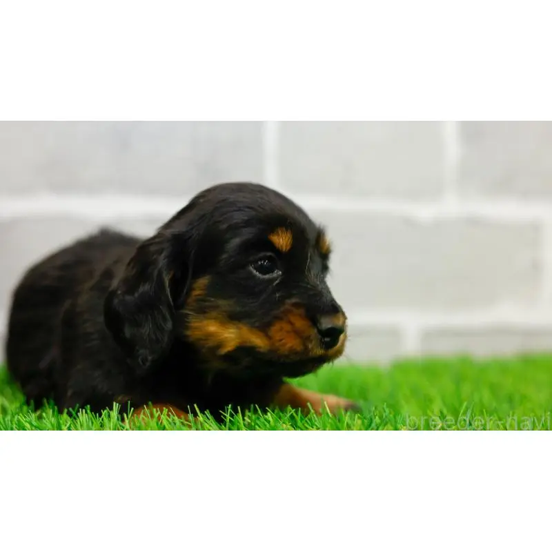 販売中の三重県のカニンヘンダックスフンド(ロングヘアード)-453805の3枚目