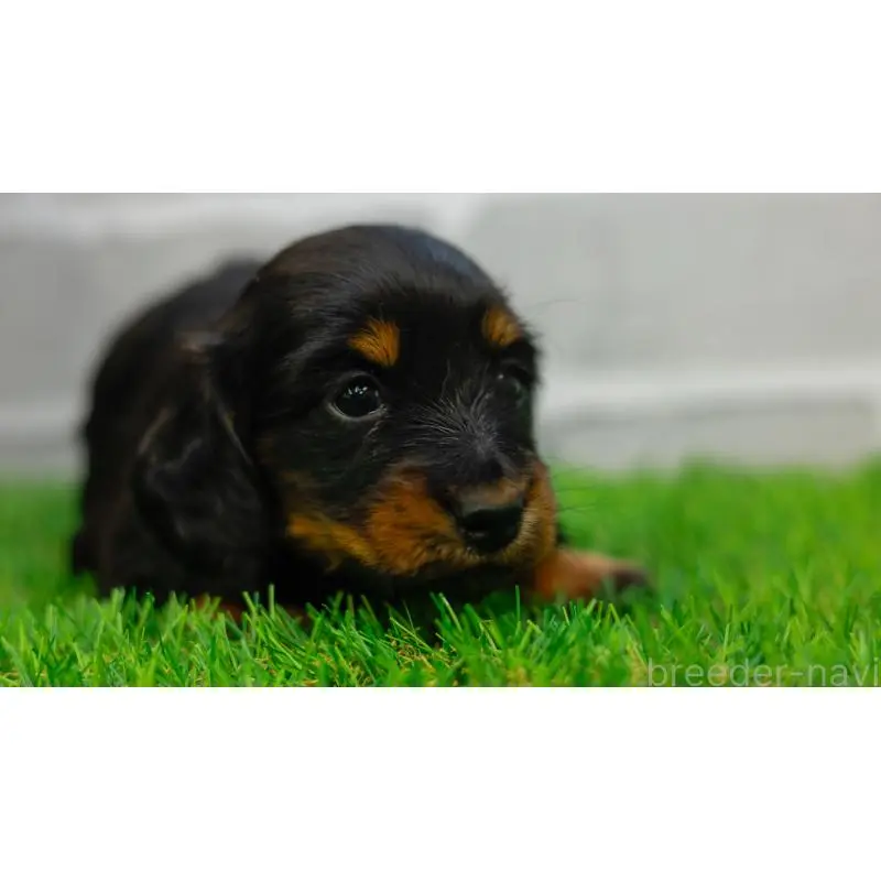 販売中の三重県のカニンヘンダックスフンド(ロングヘアード)-453805の2枚目