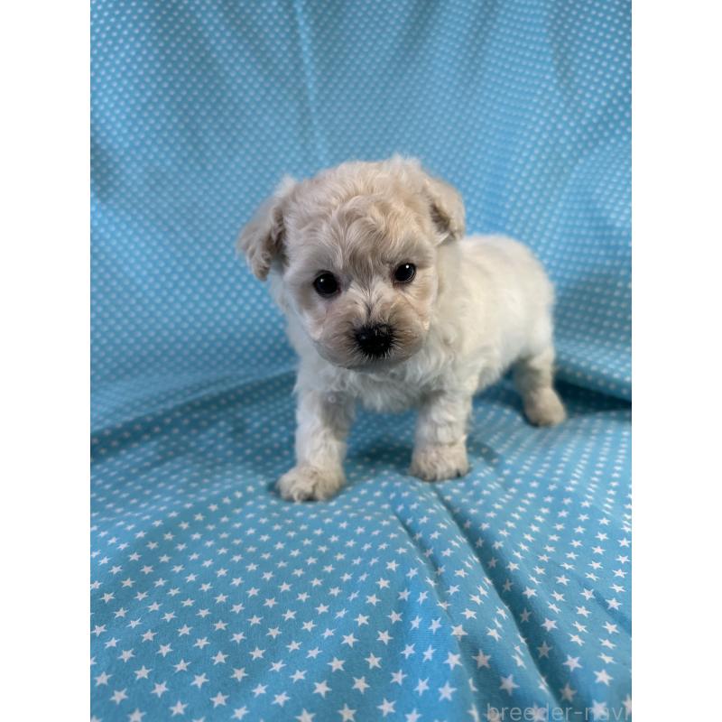 販売中の北海道のビションプー:ビションフリーゼ×トイプードル-453800の4枚目