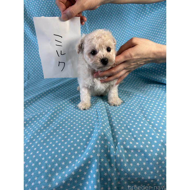 販売中の北海道のビションプー:ビションフリーゼ×トイプードル-453800の3枚目