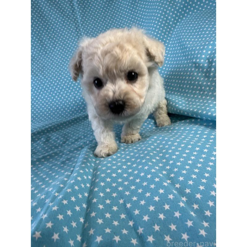 販売中の北海道のビションプー:ビションフリーゼ×トイプードル-453800の2枚目