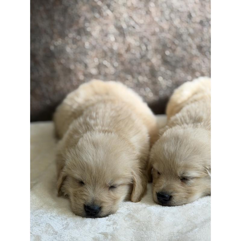 販売中の静岡県のゴールデンレトリーバー-453801の10枚目