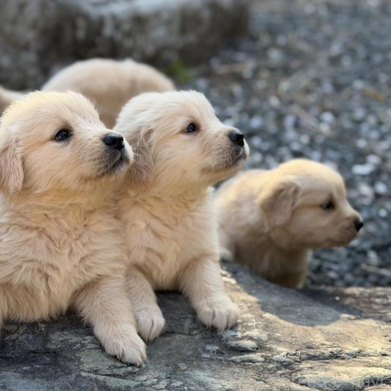 販売中の静岡県のゴールデンレトリーバー-453801の9枚目