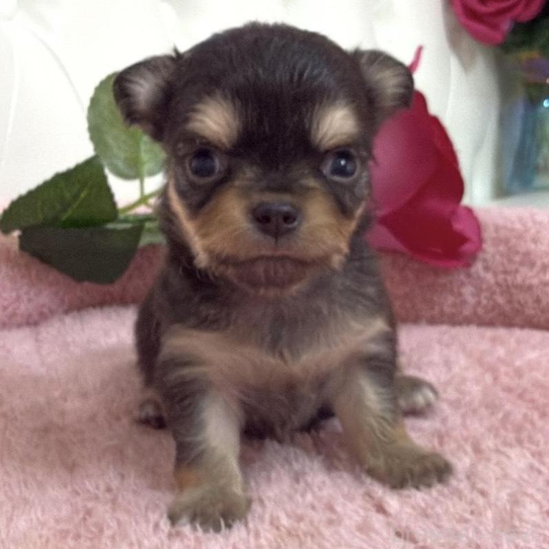 販売中の埼玉県のチワワ(ロングコート)-453802