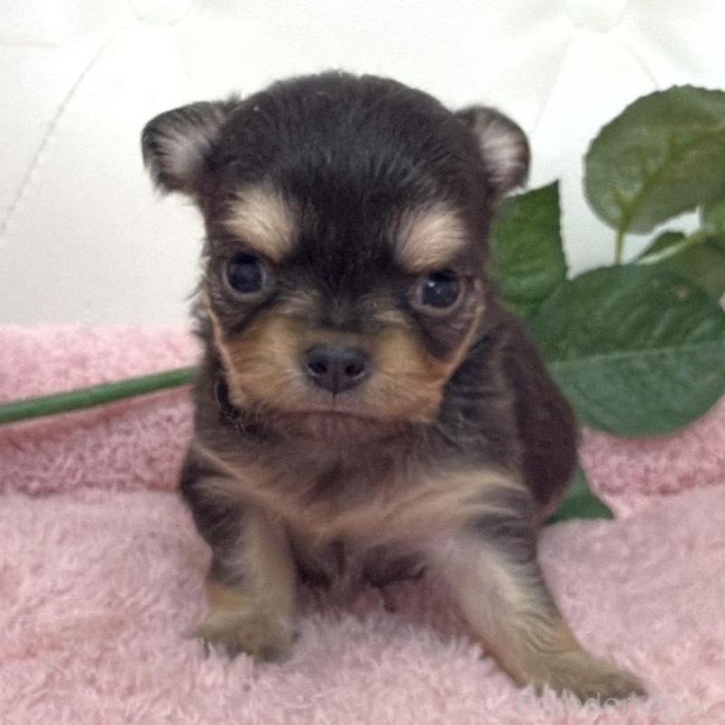 販売中の埼玉県のチワワ(ロングコート)-453802の8枚目