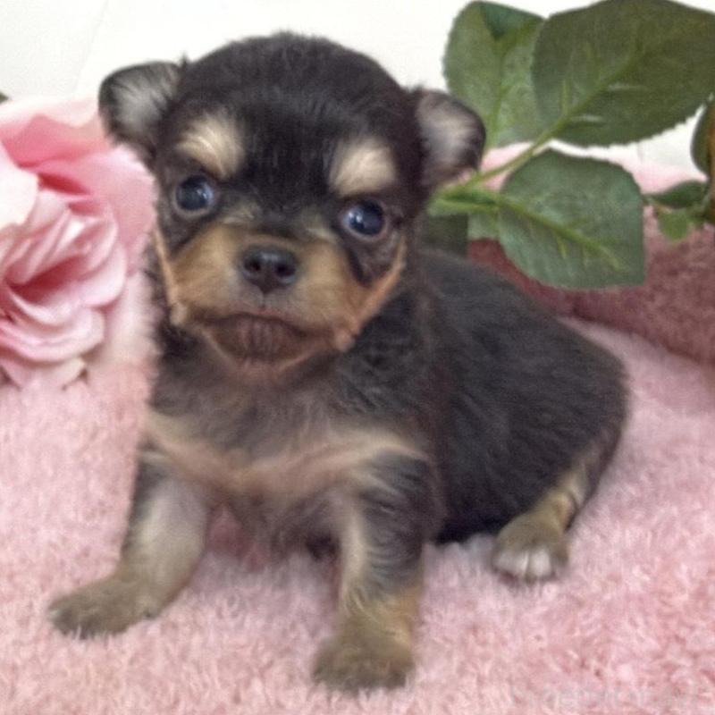 販売中の埼玉県のチワワ(ロングコート)-453802の7枚目