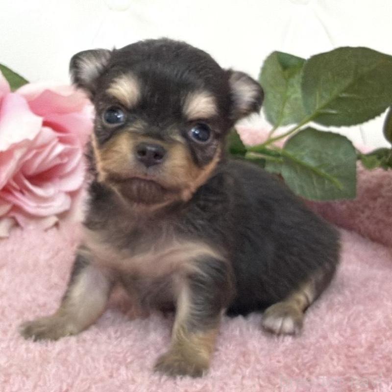 販売中の埼玉県のチワワ(ロングコート)-453802の6枚目