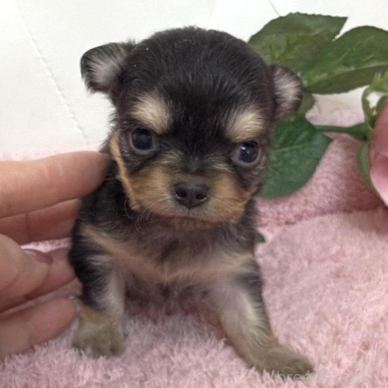 販売中の埼玉県のチワワ(ロングコート)-453802の5枚目