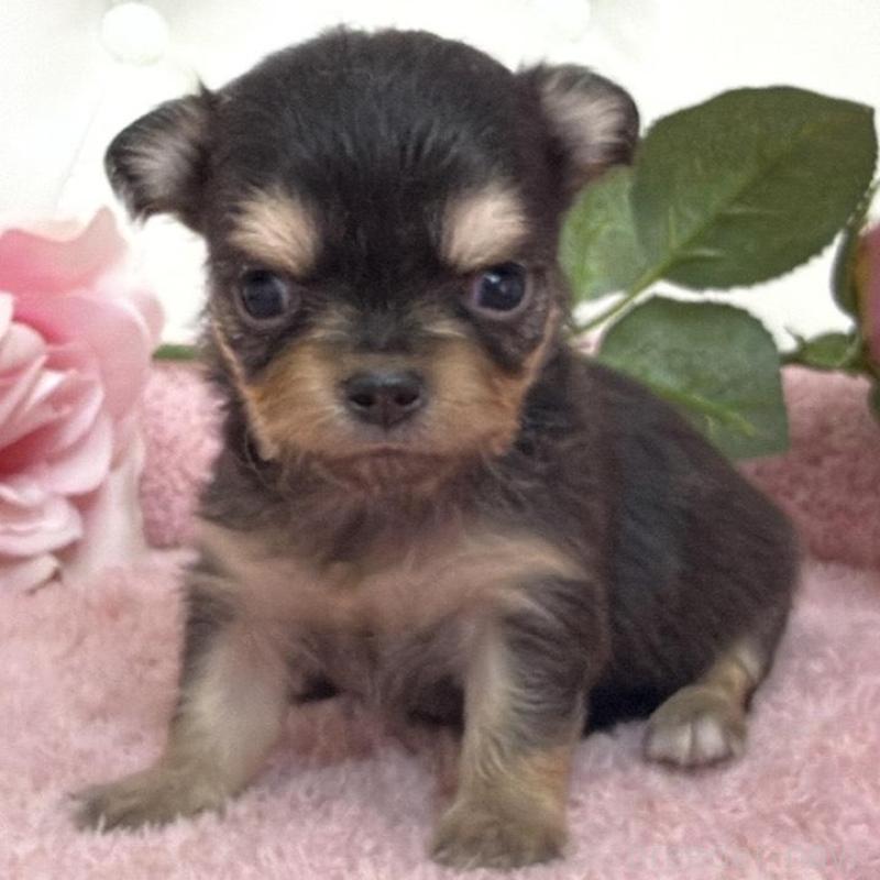 販売中の埼玉県のチワワ(ロングコート)-453802の4枚目