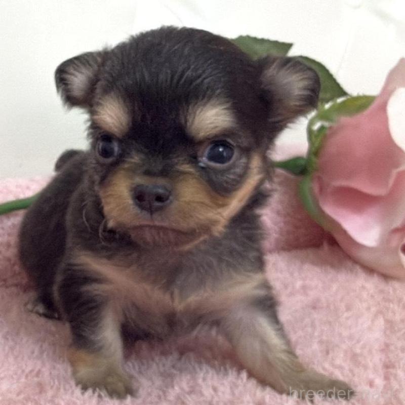 販売中の埼玉県のチワワ(ロングコート)-453802の3枚目