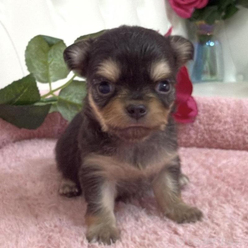 販売中の埼玉県のチワワ(ロングコート)-453802の2枚目