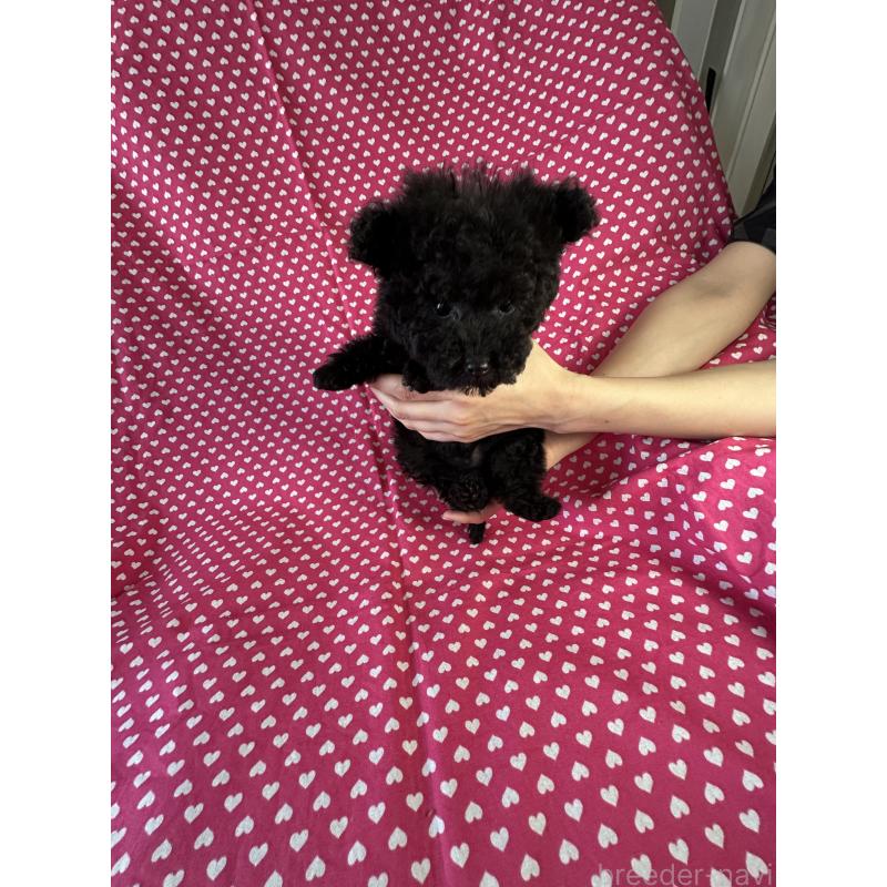 販売中の北海道のタイニープードル-453803の4枚目