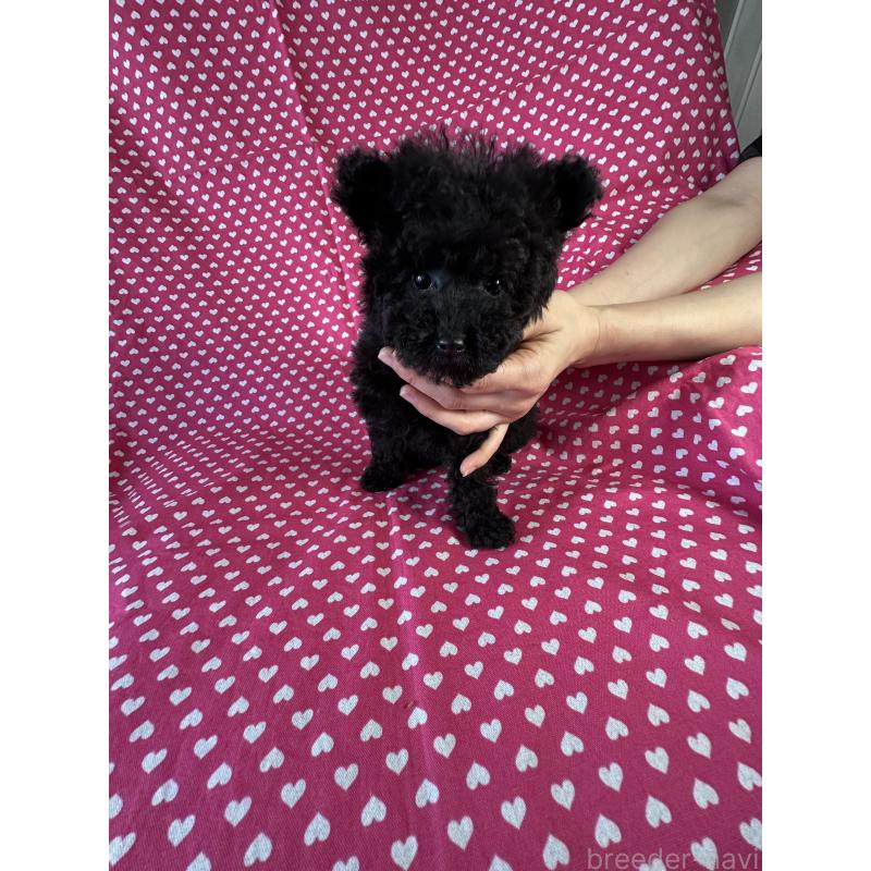 販売中の北海道のタイニープードル-453803の3枚目