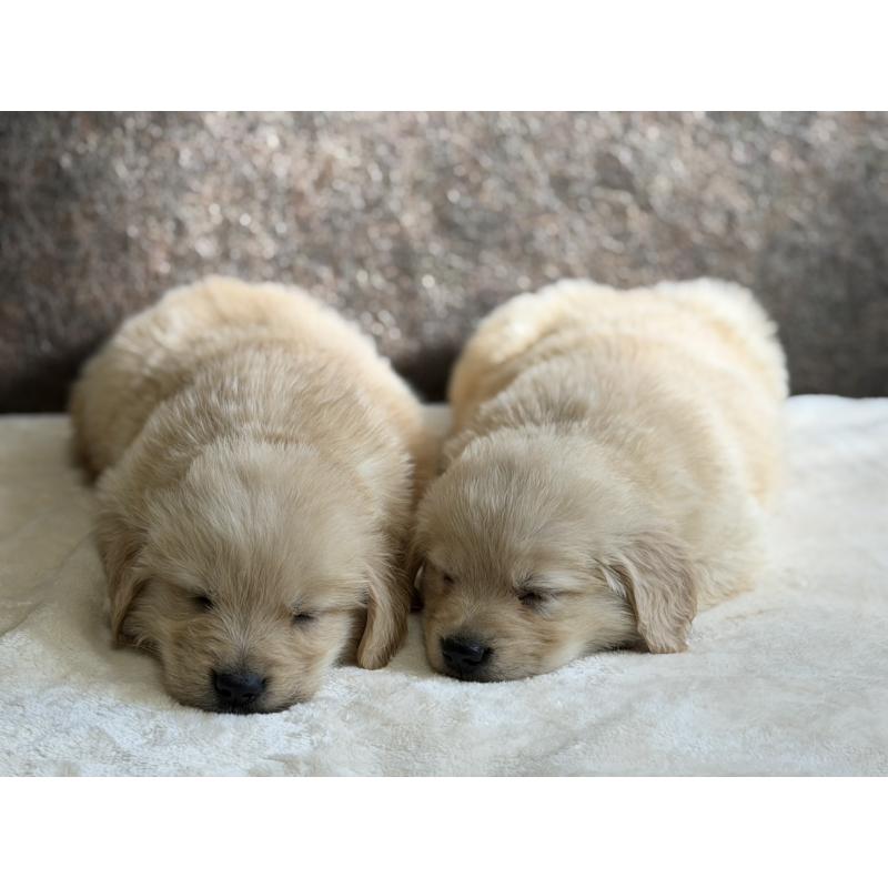 販売中の静岡県のゴールデンレトリーバー-453801の8枚目