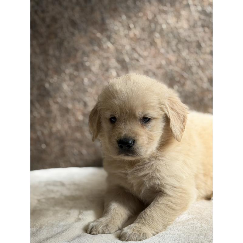 販売中の静岡県のゴールデンレトリーバー-453801の7枚目