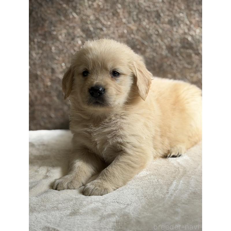 販売中の静岡県のゴールデンレトリーバー-453801の6枚目