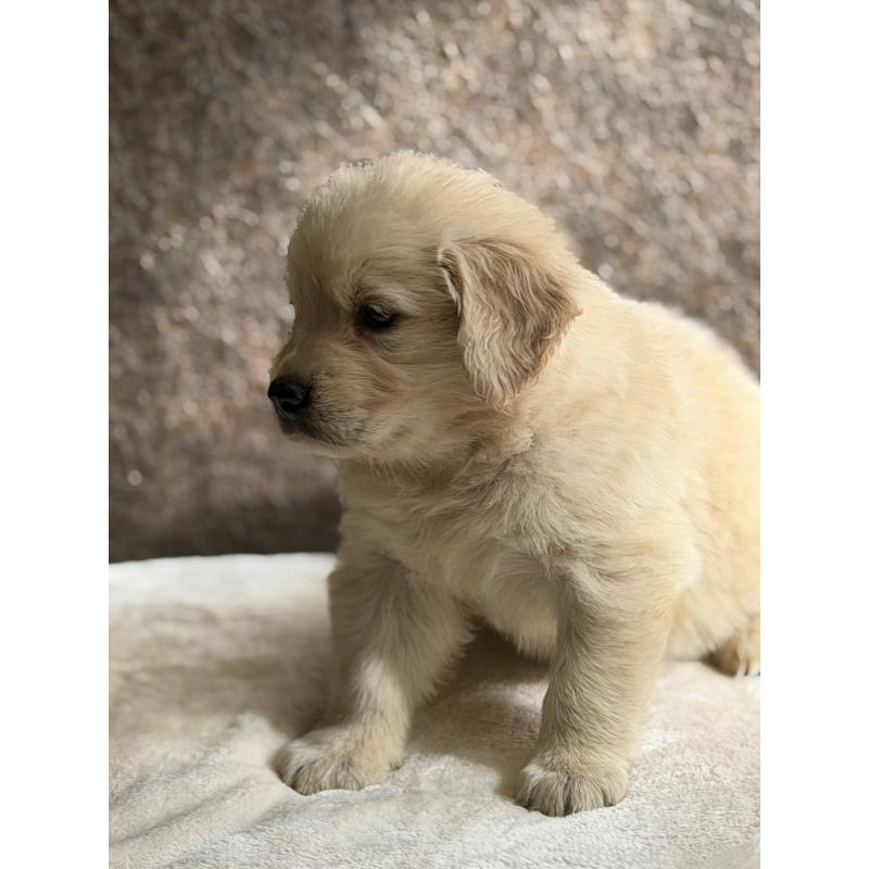 販売中の静岡県のゴールデンレトリーバー-453801の5枚目